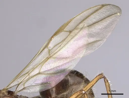 Camponotus nitidior specimen INBIOCRI002281554 image inbiocri002281554_4