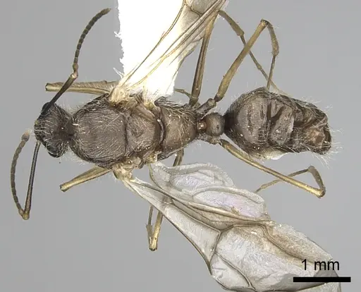 Camponotus nitidior specimen INBIOCRI002281555 image inbiocri002281555_1