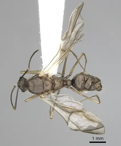 Camponotus nitidior specimen INBIOCRI002281555 image inbiocri002281555_2