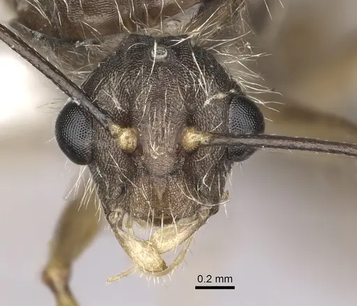 Camponotus nitidior specimen INBIOCRI002281555 image inbiocri002281555_3