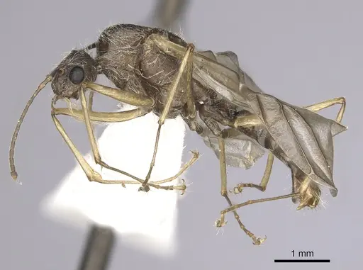 Camponotus nitidior specimen INBIOCRI002281555 image inbiocri002281555_4