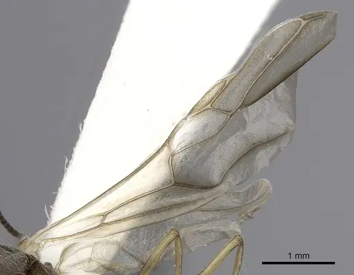 Camponotus nitidior specimen INBIOCRI002281555 image inbiocri002281555_5