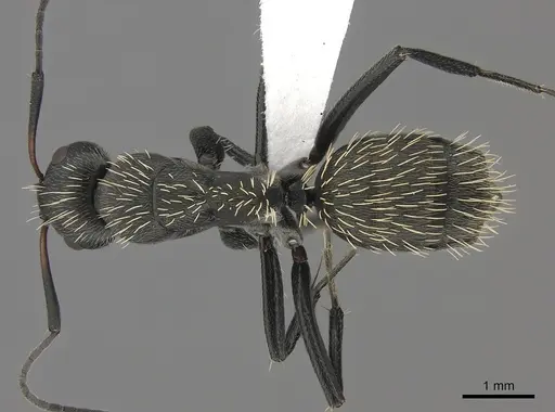 Camponotus niveosetosus specimen CASENT0170567 image casent0170567_1