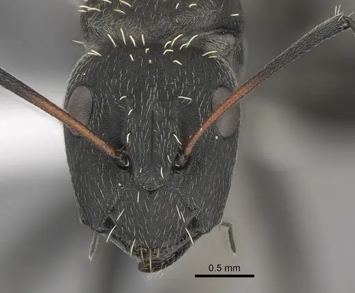 Camponotus niveosetosus specimen CASENT0170567 image casent0170567_2