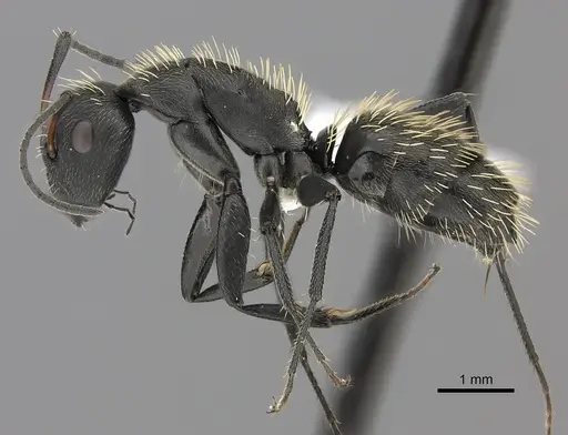 Camponotus niveosetosus specimen CASENT0170567 image casent0170567_3