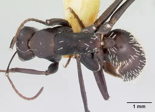 Camponotus niveosetosus specimen CASENT0172792 image casent0172792_1