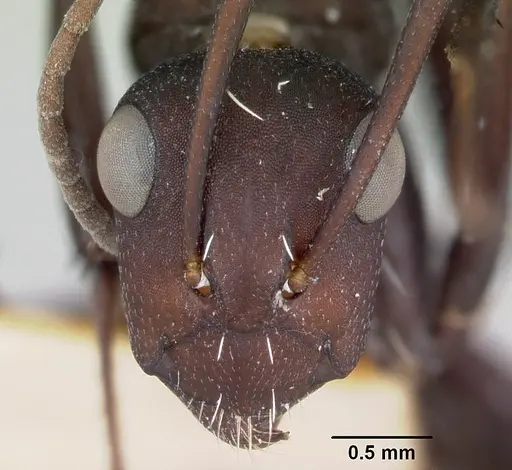 Camponotus niveosetosus specimen CASENT0172792 image casent0172792_2