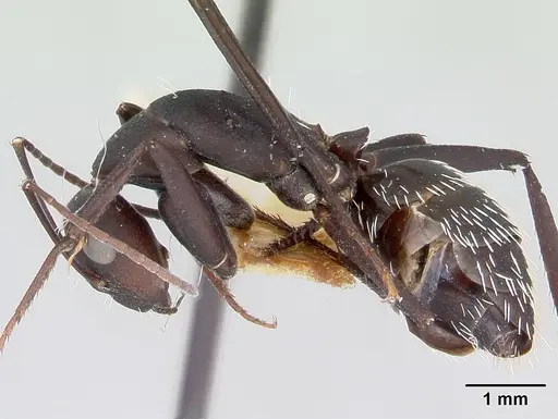 Camponotus niveosetosus specimen CASENT0172792 image casent0172792_3