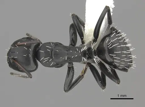 Camponotus niveosetosus specimen CASENT0235226 image casent0235226_1