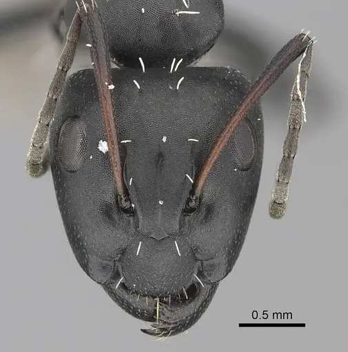 Camponotus niveosetosus specimen CASENT0235226 image casent0235226_2
