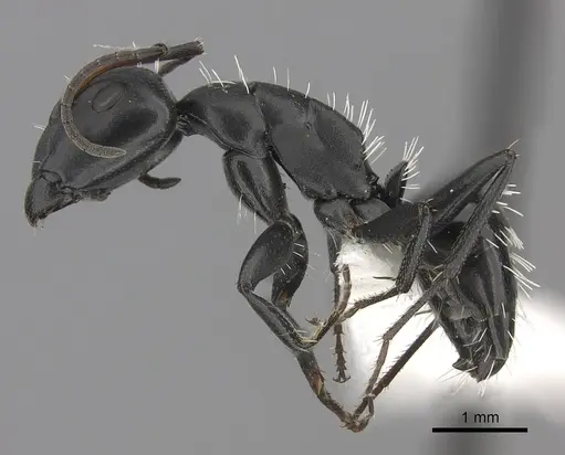 Camponotus niveosetosus specimen CASENT0235226 image casent0235226_3