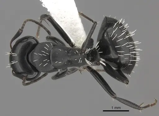 Camponotus niveosetosus specimen CASENT0235227 image casent0235227_1