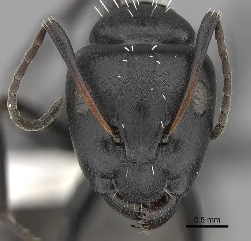 Camponotus niveosetosus specimen CASENT0235227 image casent0235227_2