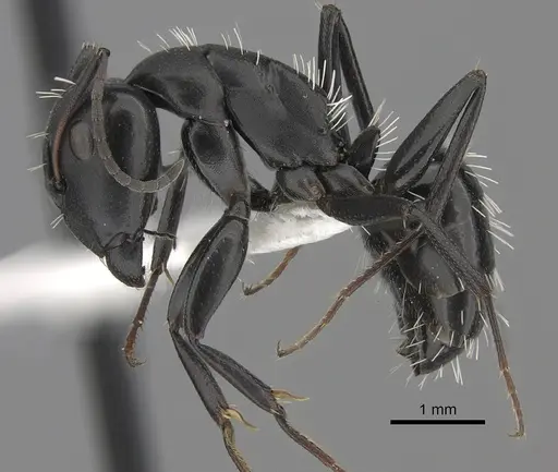 Camponotus niveosetosus specimen CASENT0235227 image casent0235227_3