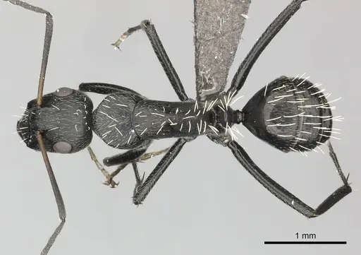 Camponotus niveosetosus specimen CASENT0235834 image casent0235834_1