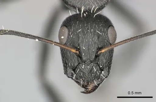Camponotus niveosetosus specimen CASENT0235834 image casent0235834_2