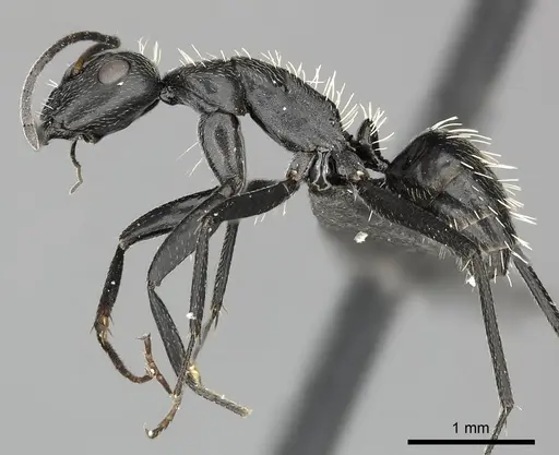 Camponotus niveosetosus specimen CASENT0235834 image casent0235834_3