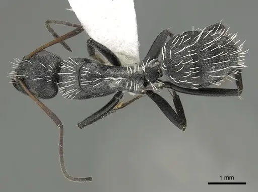 Camponotus niveosetosus specimen CASENT0280308 image casent0280308_1