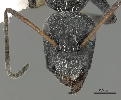 Camponotus niveosetosus specimen CASENT0280308 image casent0280308_2