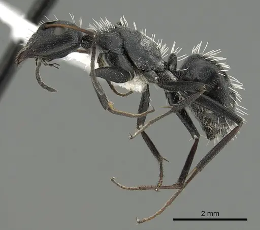 Camponotus niveosetosus specimen CASENT0280308 image casent0280308_3