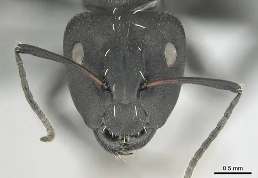 Camponotus niveosetosus specimen CASENT0813051 image casent0813051_2