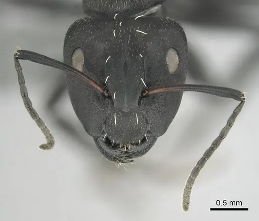Camponotus niveosetosus specimen CASENT0813051 image casent0813051_3