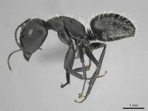 Camponotus niveosetosus specimen CASENT0813051 image casent0813051_4