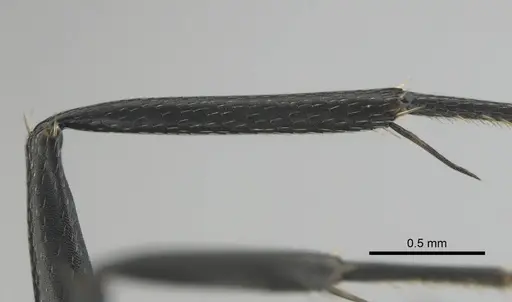 Camponotus niveosetosus specimen CASENT0813051 image casent0813051_5