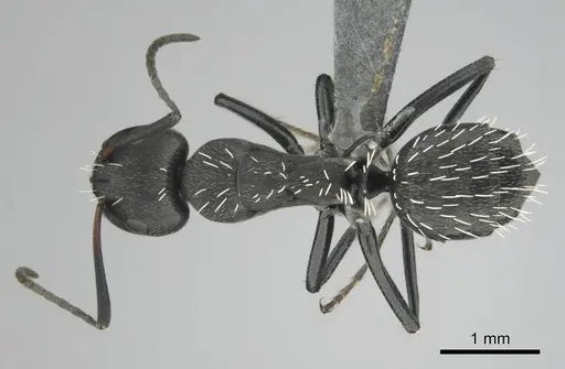 Camponotus niveosetosus specimen CASENT0813052 image casent0813052_1
