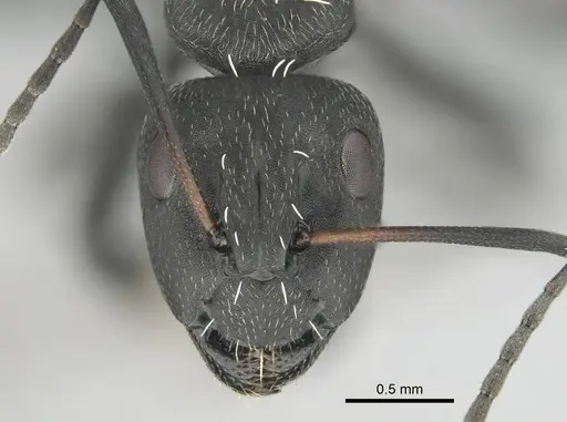 Camponotus niveosetosus specimen CASENT0813052 image casent0813052_2