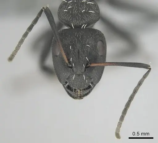 Camponotus niveosetosus specimen CASENT0813052 image casent0813052_3