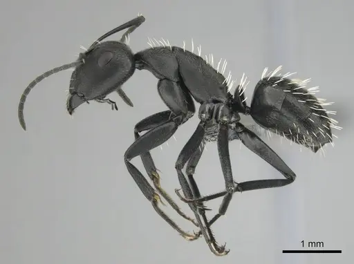 Camponotus niveosetosus specimen CASENT0813052 image casent0813052_4