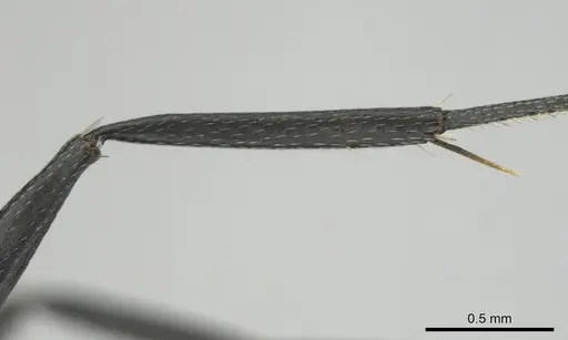 Camponotus niveosetosus specimen CASENT0813052 image casent0813052_5