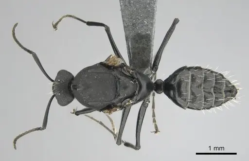 Camponotus niveosetosus specimen CASENT0813053 image casent0813053_1