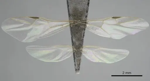 Camponotus niveosetosus specimen CASENT0813053 image casent0813053_2