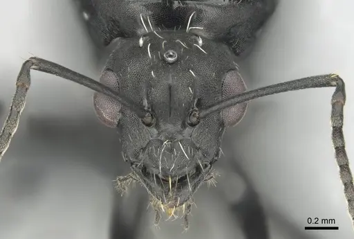 Camponotus niveosetosus specimen CASENT0813053 image casent0813053_3