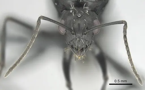 Camponotus niveosetosus specimen CASENT0813053 image casent0813053_4