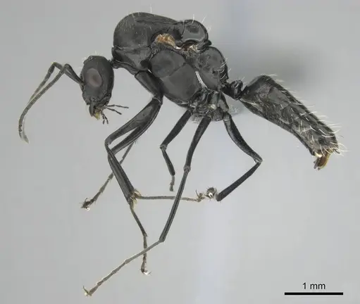 Camponotus niveosetosus specimen CASENT0813053 image casent0813053_5