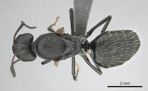 Camponotus niveosetosus specimen CASENT0813054 image casent0813054_1