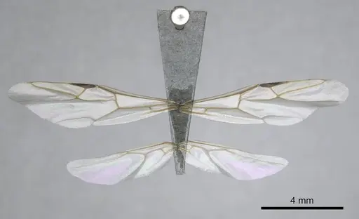 Camponotus niveosetosus specimen CASENT0813054 image casent0813054_2