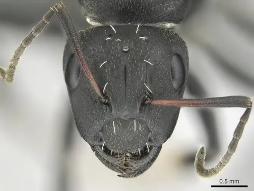 Camponotus niveosetosus specimen CASENT0813054 image casent0813054_3