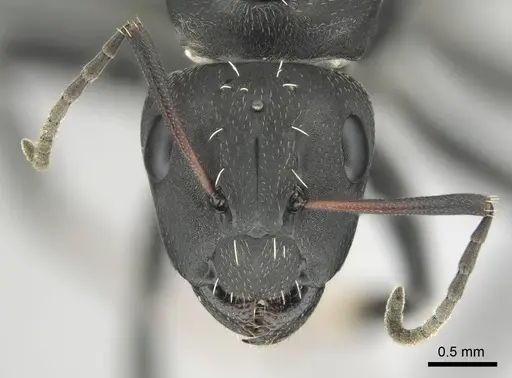Camponotus niveosetosus specimen CASENT0813054 image casent0813054_4