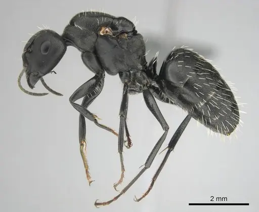 Camponotus niveosetosus specimen CASENT0813054 image casent0813054_5