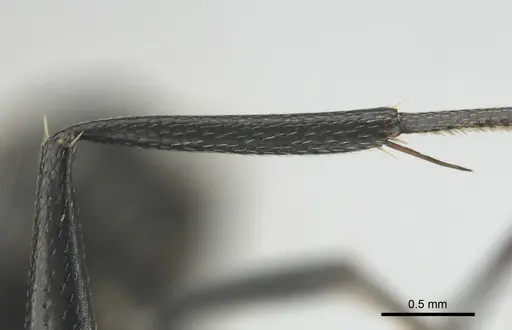 Camponotus niveosetosus specimen CASENT0813054 image casent0813054_6