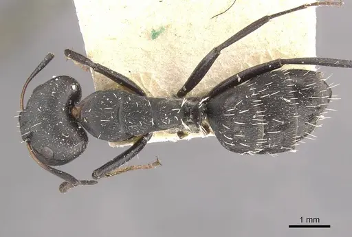 Camponotus niveosetosus specimen CASENT0910456 image casent0910456_1