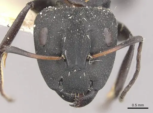 Camponotus niveosetosus specimen CASENT0910456 image casent0910456_2