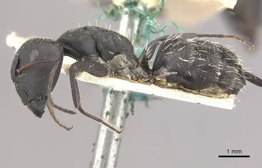 Camponotus niveosetosus specimen CASENT0910456 image casent0910456_3