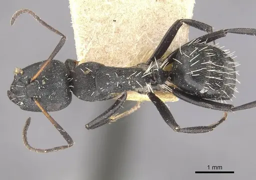 Camponotus niveosetosus specimen CASENT0910457 image casent0910457_1