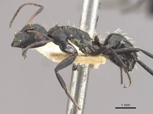 Camponotus niveosetosus specimen CASENT0910457 image casent0910457_3