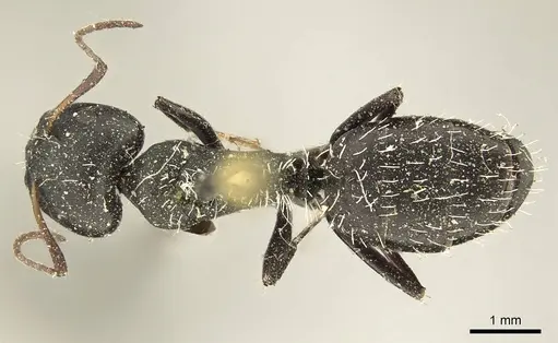 Camponotus niveosetosus specimen CASENT0915602 image casent0915602_1